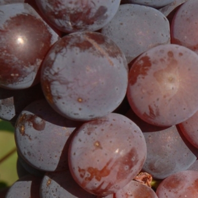 Blauer Silvaner ANT 0412b